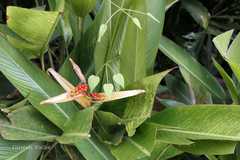 Heliconia psittacorum